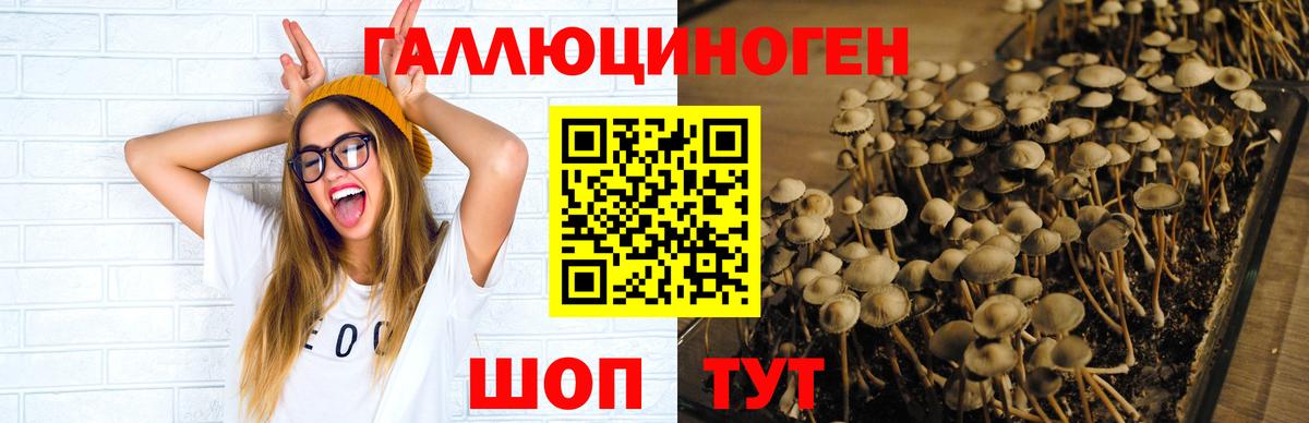 Псилоцибиновые грибы прущие грибы Губкин